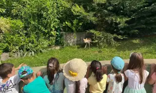 Лисица и малките ѝ се настаниха в детска градина в София 