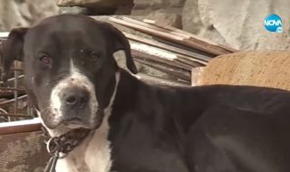 Агресивен питбул уби няколко животни и нахапа хора в Бургаско
