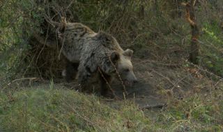 199 атаки от мечки регистрираха в област Смолян за 2022 г.