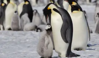 Откриха неизвестни досега колонии от императорски пингвини в Антарктида