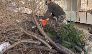 Столична община предупреди за силен вятър и опасност от паднали клони и дървета