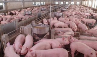 Свинекомплексите в България вече свободно могат да изнасят месо за Европейския съюз
