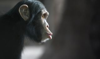 Емоционално ВИДЕО: Шимпанзе видя небето за пръв път след 28 години, прекарани в плен 