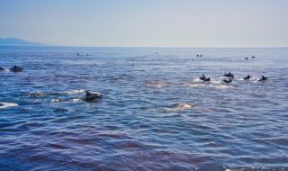 74 000 делфинa живеят в българската част на Черно море
