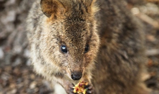 Глобиха френски туристи заради тормоз над рядко животно