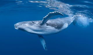 Колко пластмаса поглъщат на ден сините китове