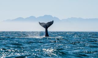 Тревога! 1 милион видове са застрашени от изчезване