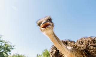 Щрауси се впуснаха в дива надпревара с трафика (ВИДЕО)