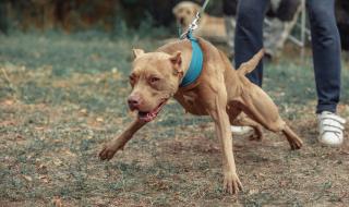 Питбул уби куче пред погледа на деца и родители