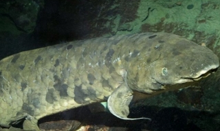Почина най-възрастната аквариумна риба в света