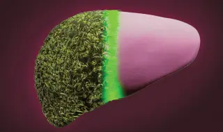 Биофилтър спасява черния дроб