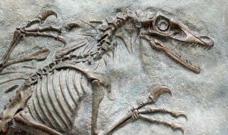 Историята на рака датира още от времето на динозаврите