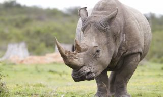 Женски бял носорог ще търси любовта в японски зоопарк