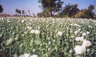 Бум на опиума в Афганистан
