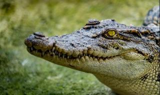 Трети случай на забелязан крокодил в Германия