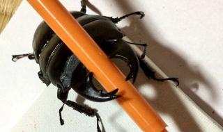 Вижте най-добрия художник сред бръмбарите (ВИДЕО)