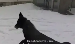 За кучетата и децата