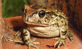 Внимание! Жаба в салатата