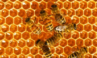 Над 4 млн. лв. тръгват към пчеларите
