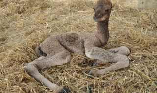 Три камилчета се родиха във фермата на Балкански
