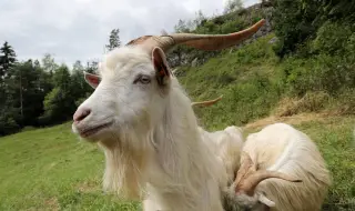 An island gives away goats for free 