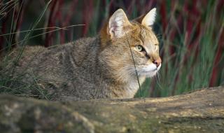 Заснеха редки кадри с...подвид на тръстиковата котка