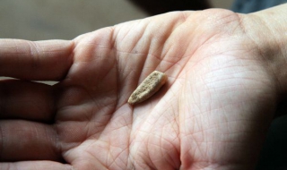 Откриха човешки зъб на 550 000 години