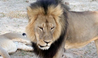 Зимбабве иска екстрадирането на мъжа, убил лъва Сесил