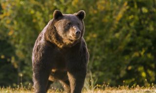 Как една убита мечка стана национален въпрос в Румъния