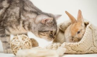 Котка, израснала със зайци, разсмя мрежата (ВИДЕО)