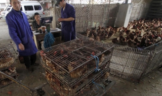 Птичият грип затвори пазари в Шанхай