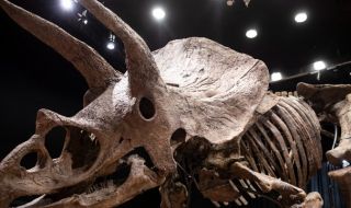 Частен колекционер купи за 6,65 млн. евро вкаменелостите на рогатия динозавър "Големия Джон"
