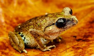 Откриха непознат вид диамантена жаба