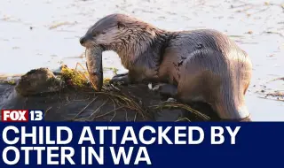 Otter attacked a child in a marina near Seattle VIDEO 