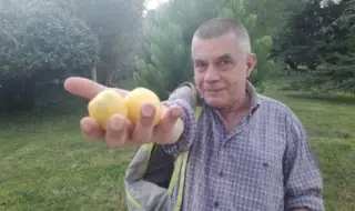 Доматът, който може да издържи 7 месеца у дома… Роман Рачков пред ФАКТИ