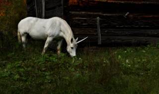 Еднорозите живеят в Исландия (СНИМКИ)