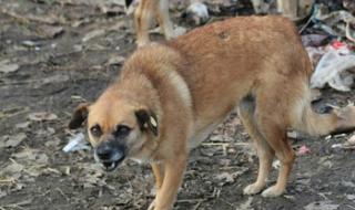 Четирима с кучешка тения за месец в Кърджали