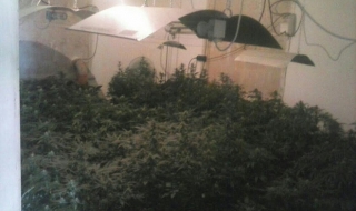 Разбиха оранжерия за канабис