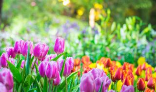 Честита първа пролет!