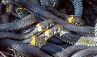 Дарвинови награди: Намериха труп на мъж, живеещ със 124 отровни змии (ВИДЕО)