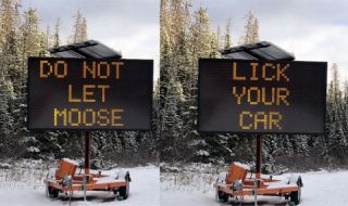 Властите в Канада предупреждават шофьорите за лижещи лосове
