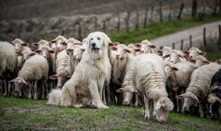 Овчарско куче влезе в жестока битка, след като глутница нападна стадото му