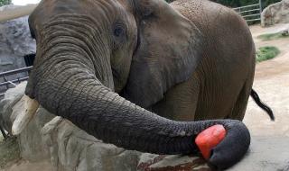 Ужас на магистралата! Слон загина при катастрофа