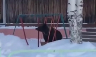 Как се забавляват мечките в Русия? (ВИДЕО)