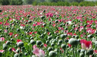 Коя страна е главният производител на опиумен мак в света?