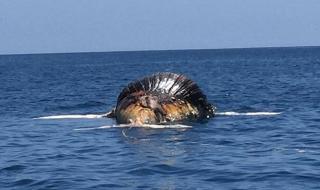 Крокодил и акула пируват крайник до крайник (ВИДЕО)