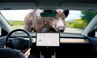 Tesla Model 3 срещу глиган (ВИДЕО)