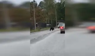 Мечки нахлуха в гъсто населен район във Финландия ВИДЕО