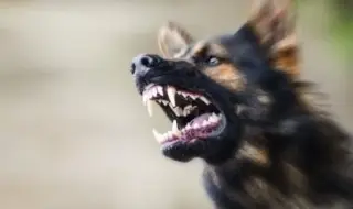 Куче нападна 5-годишно дете в Годеч, а стопанинът му заплаши с нож майка му