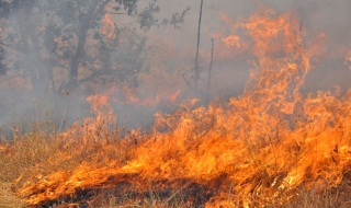 Пожарът в Сакар планина е засегнал 5 000 дка гора